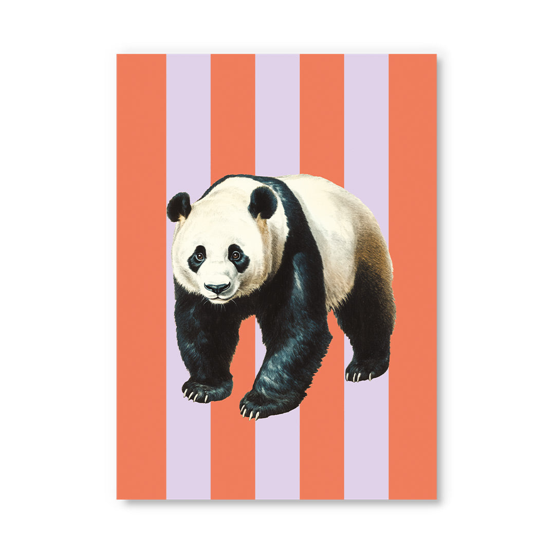 Striped Panda Postcard
