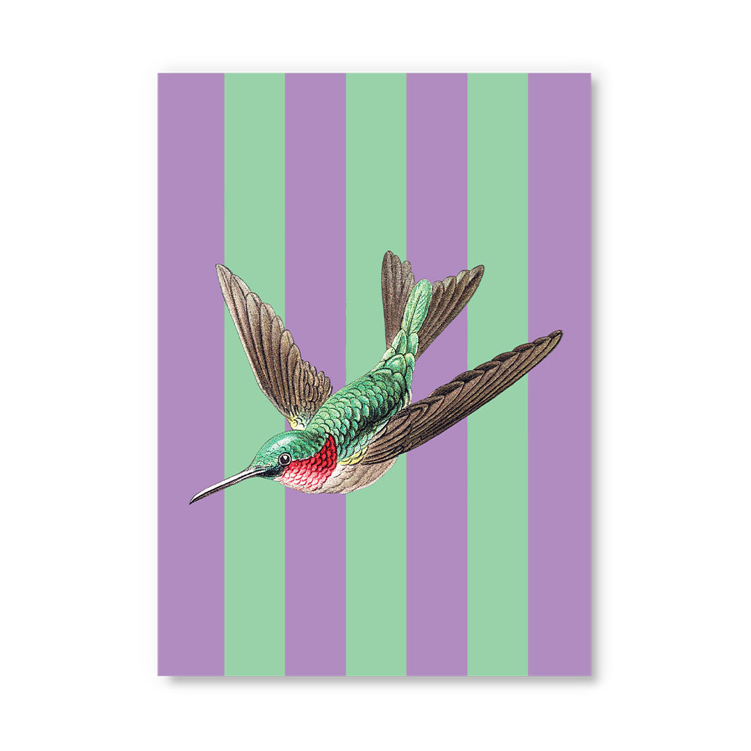 Striped Hummingbird Postcard