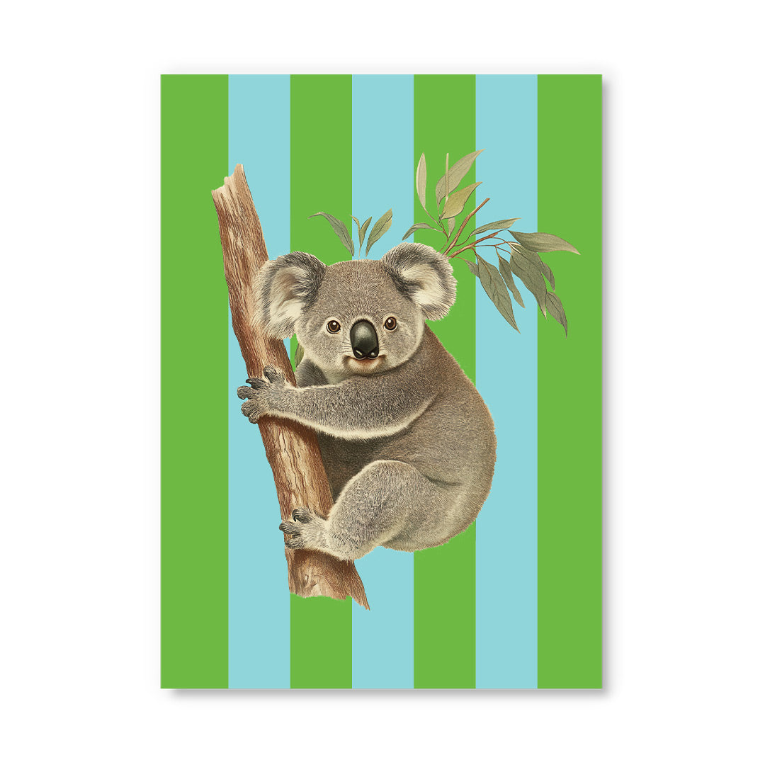 Striped Koala Postcard