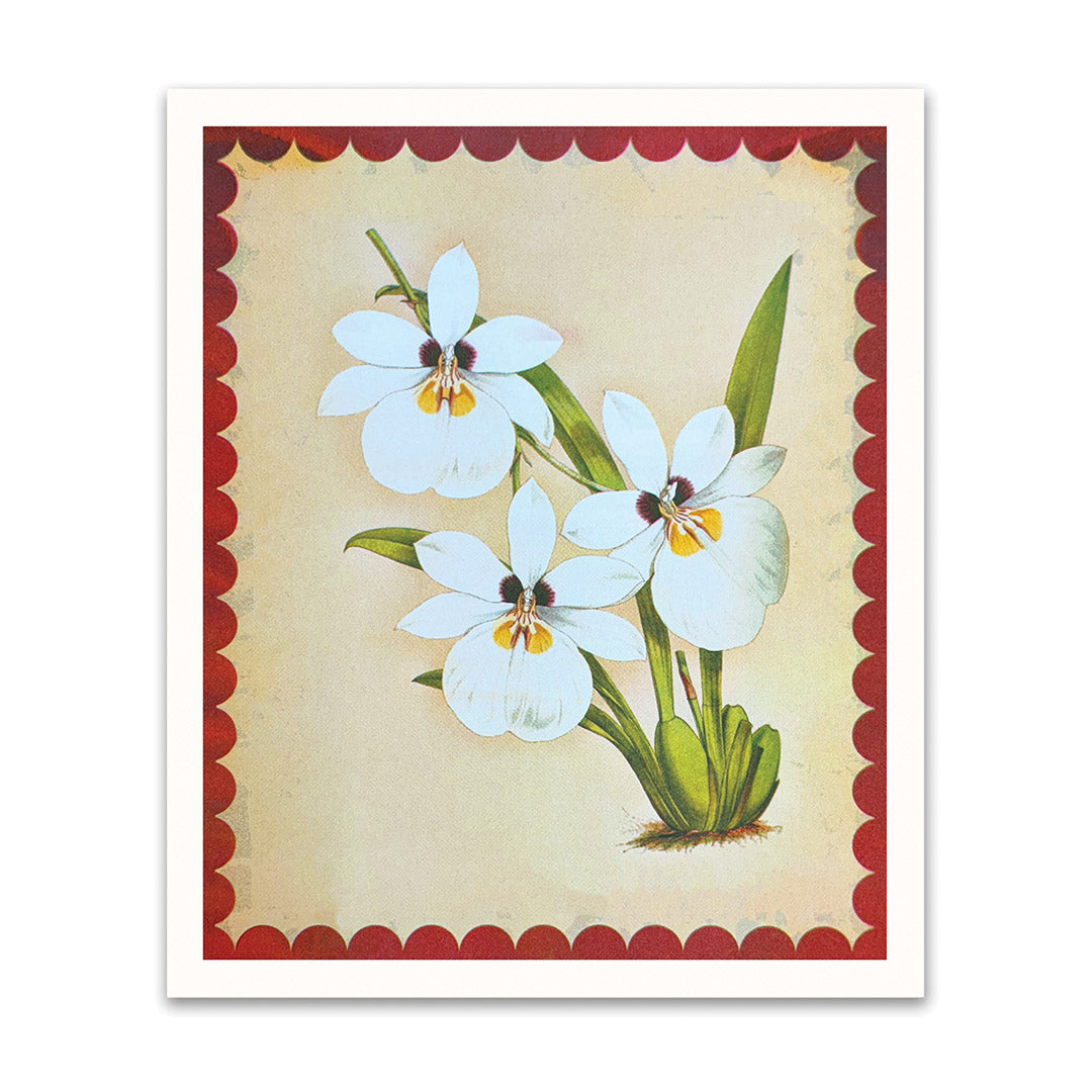 White Orchid Riso Print (12x10)