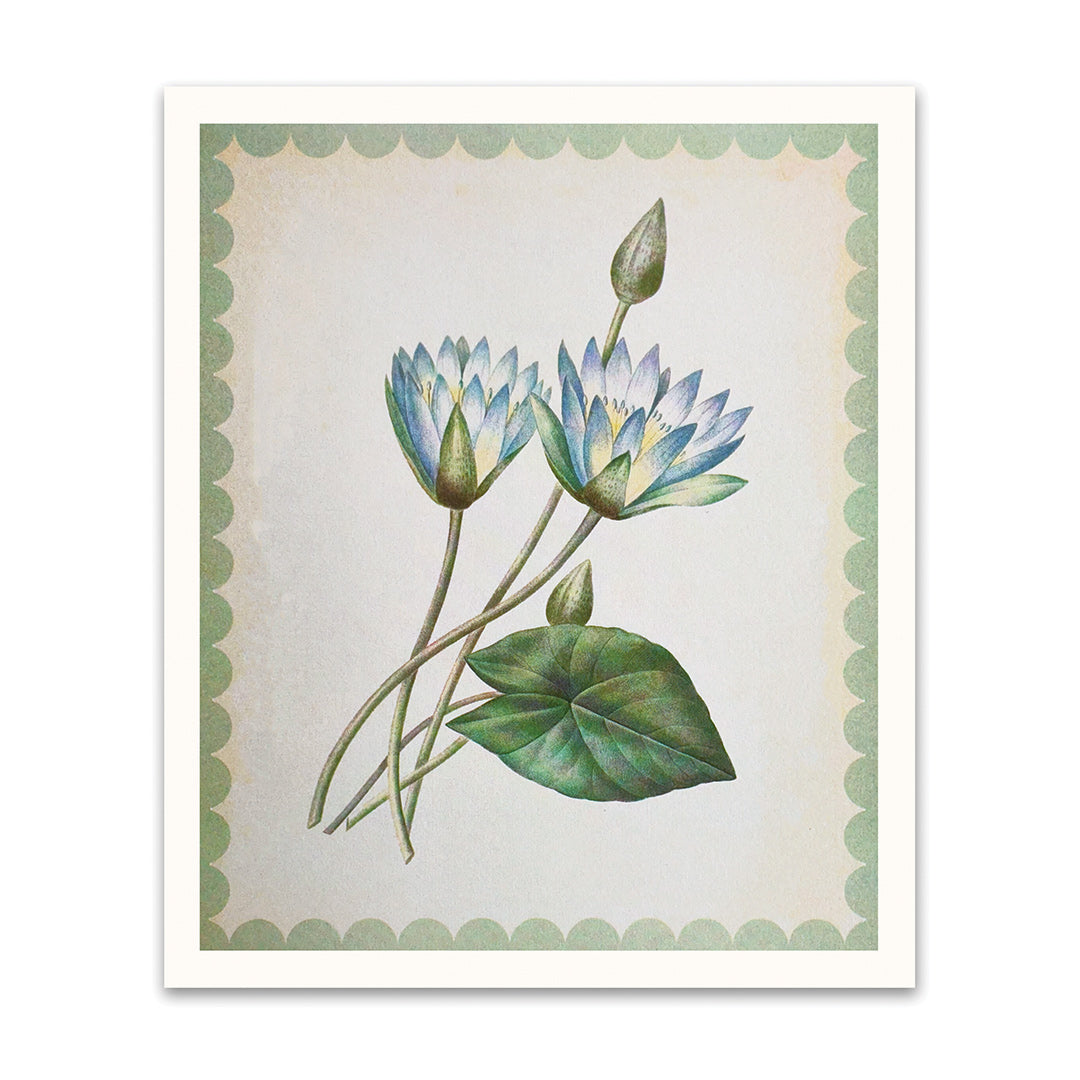 Nymphaea-Caerulea Riso Print (12x10)