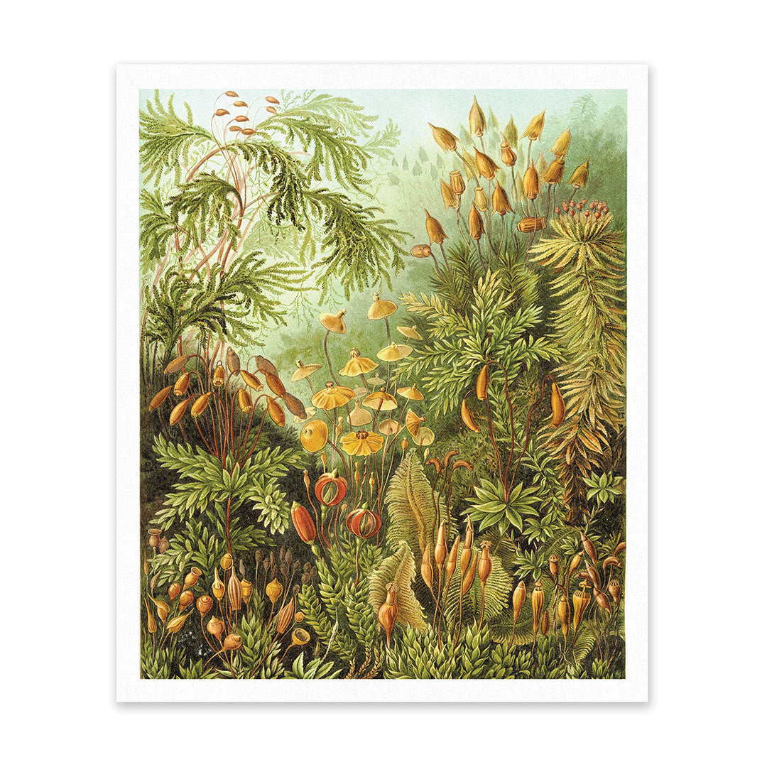 Fungi Forest Riso Print (12x10)