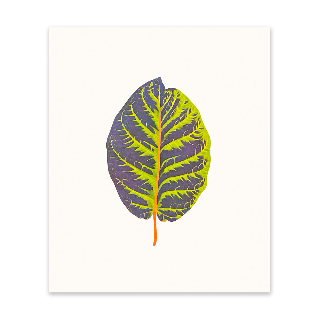 Tropical Leaf 2 Art Print
