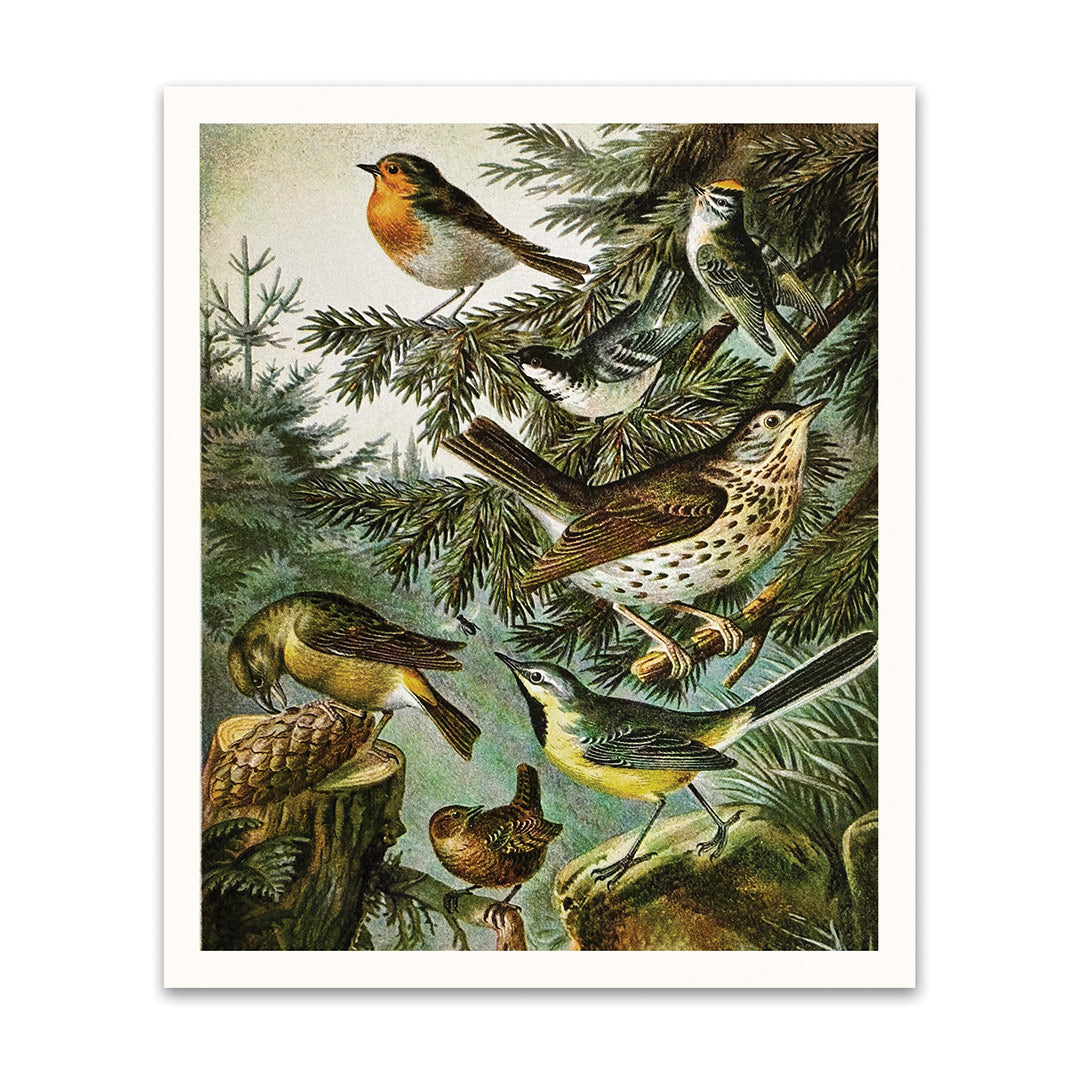 British Birds Riso Print (12x10)