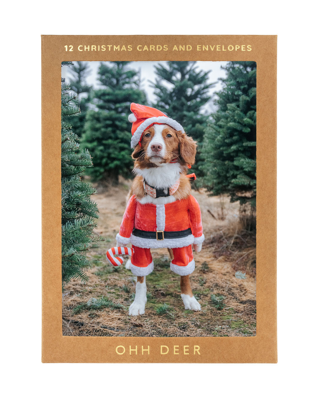 Say Cheese Santa Dog Christmas Card Pack of 12