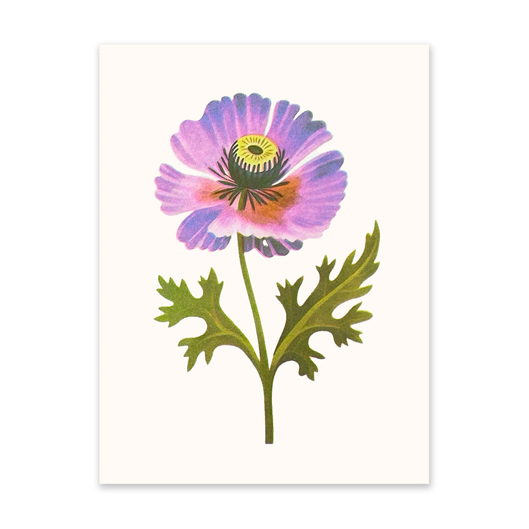 Purple Poppy 2 Art Print