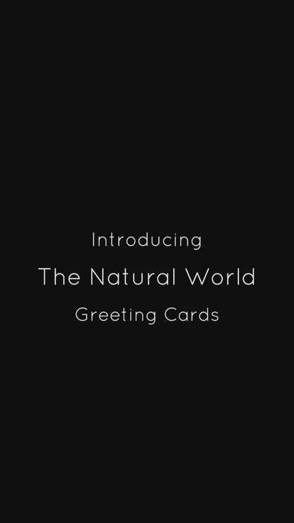 Homarus Americanus Greeting Card